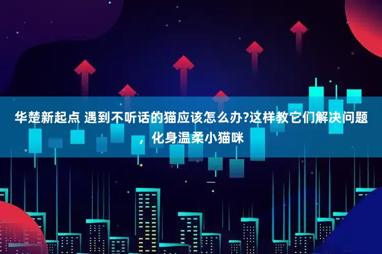 华楚新起点 遇到不听话的猫应该怎么办?这样教它们解决问题，化身温柔小猫咪